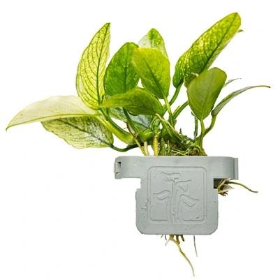 Tropica Akvarieplante Clips Anubias barteri var. nana 'Pinto'